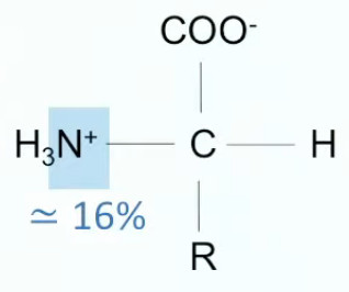 azote-acide-amine.jpg