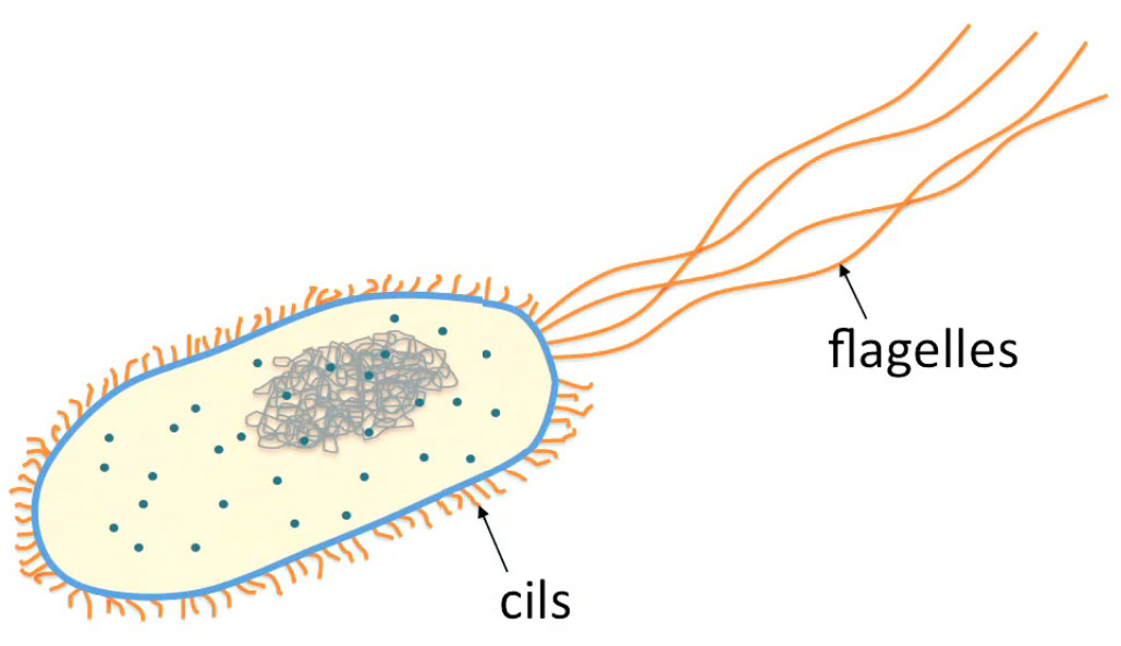 cellule-bacterienne.jpg
