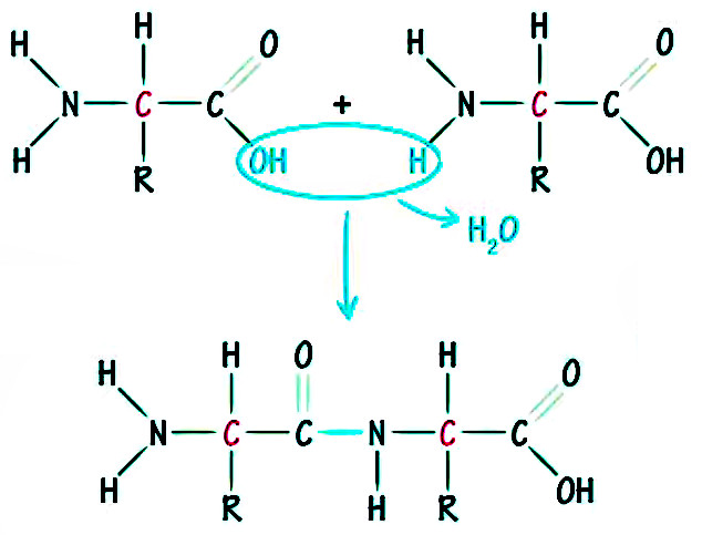 liaison-acides-amines.jpg