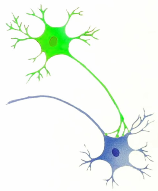 neurones-axone.jpg