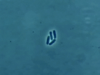 reproduction-bacterie.gif