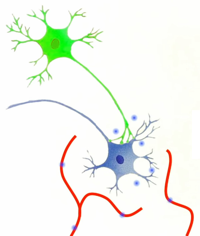 vaisseaux-neurone.jpg