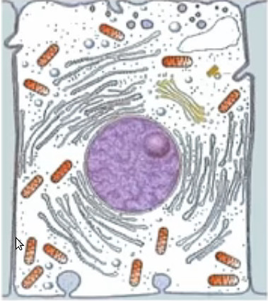 cellule-eucaryote.jpg