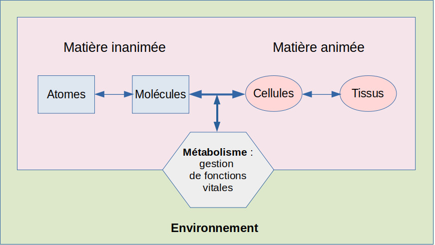 metabolisme.jpg