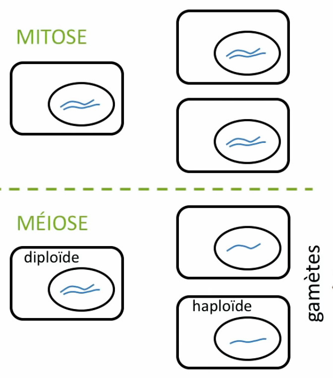 mitose-meiose.jpg