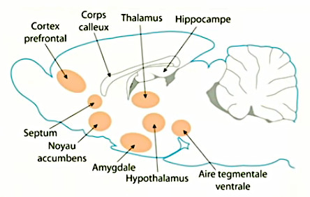 systeme-limbique-2.jpg
